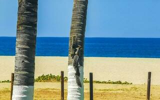 Grey squirrels play on palm trees on the beach Mexico. photo