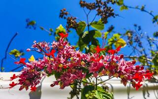 tropical árbol arbusto con rojo rosado flores azul cielo México. foto