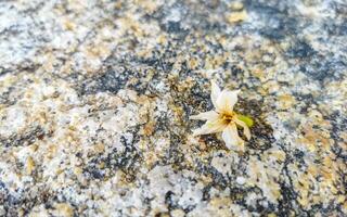 White blossom and foliage on a stone Puerto Escondido Mexico. photo