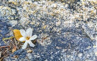 White blossom and foliage on a stone Puerto Escondido Mexico. photo