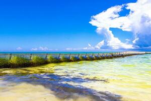 Seaweed Sargazo net caribbean beach water Playa del Carmen Mexico. photo