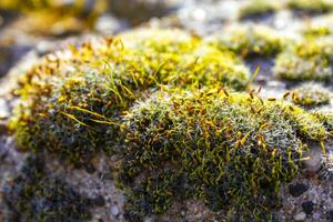 Moss and lichen grow on rock in Germany. photo