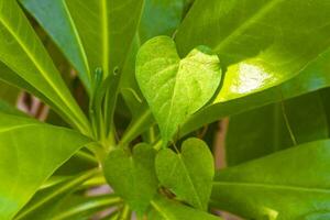 Tropical tree bush plant with heart shaped leaves in Mexico. photo