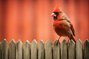 masculino cardenal encaramado en un de madera cerca en frente de un rojo fondo, rojo pájaro me gusta un cardenal sentado en un cerca, ai generado foto