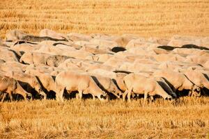 a herd of sheep grazing in a field photo