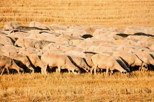 a herd of sheep grazing in a field photo