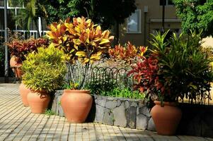 a row of large pots with colorful plants photo