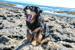 a dog sitting on a rock with its mouth open photo