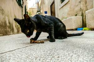 un negro gato jugando con un hueso en un callejón foto