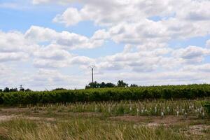 a field with a few trees and a blue sky photo