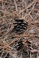 a pine cone sits on the ground in the woods photo