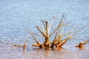 dead tree in the water photo