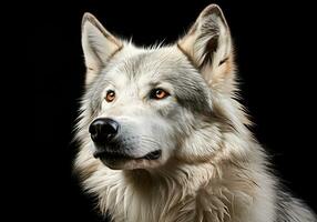 Realistic closeup portrait of a white wolf on dark background. AI generated photo