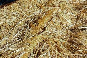 a pile of straw photo