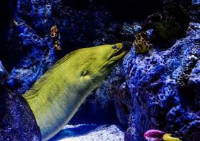 a green moray eel in an aquarium photo