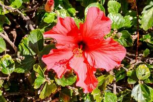 a red flower is growing in the middle of some green plants photo