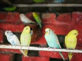 five parakeets sitting on a branch in front of a brick wall photo