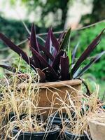 a potted plant with brown leaves and brown dirt photo