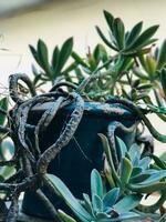 succulent plants in a pot on a window sill photo