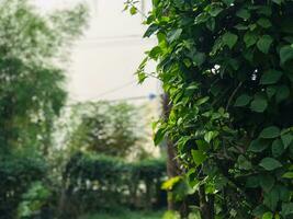 a green bush is growing in the middle of a field photo