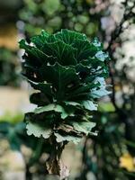 a plant with green leaves in a garden photo