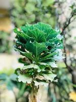 a plant with green leaves in a garden photo