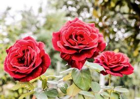 three red roses are growing in the garden photo