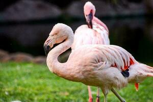 two flamingos standing in the grass photo