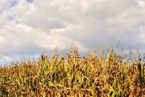 a field of corn with a blue sky in the background photo