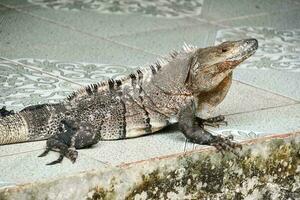 an iguana is sitting on a cement floor photo