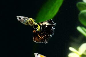 two guppies swimming in an aquarium with plants photo