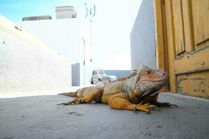 an iguana sitting on the ground in front of a door photo