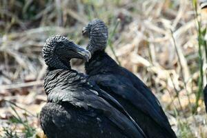 two vultures are standing in the grass photo