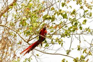 a red macaw perched on a tree branch photo