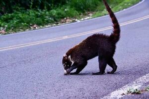 un pequeño animal caminando a través de el la carretera foto