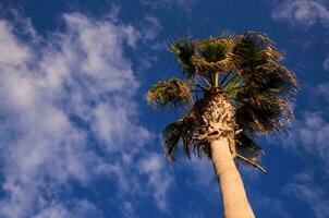 palm tree against blue sky photo