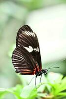 un negro y rojo mariposa foto