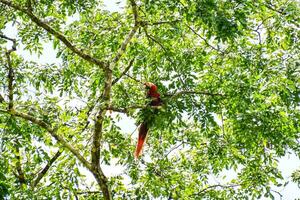 a red macaw bird sitting in a tree photo