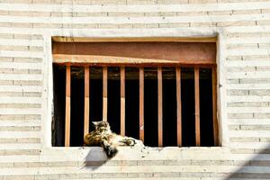 a cat sitting in a window of a brick building photo