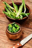 Aloe vera plant photo