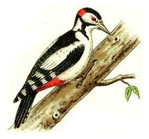 Woodpecker, vintage engraving. photo