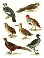 Wood pigeon, Nighthawk, Partridge, Quail, Snipe, Pheasant, Moorhen, vintage engraving. photo