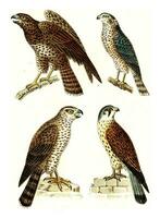 Common Buzzard, Sparrowhawk, Northern goshawk, Common kestrel, vintage engraving. photo