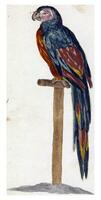 Parrot on Stick, anonymous, after Johan Teyler, 1658 - 1750 photo