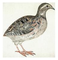 Quail, anonymous, 1688 - 1698 photo