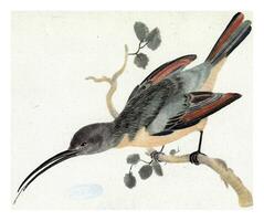 Hummingbird on a Branch to the Left, anonymous, 1688 - 1698 photo