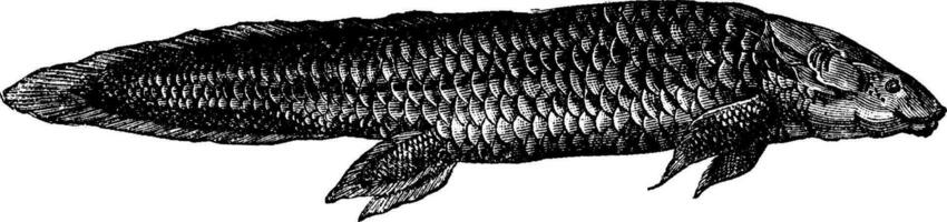 Fish from the Triassic Period The Ceratodus, vintage engraving. vector