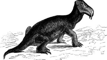 The dicynodont, reptile of the Triassic era Southern Africa, vintage engraving. vector