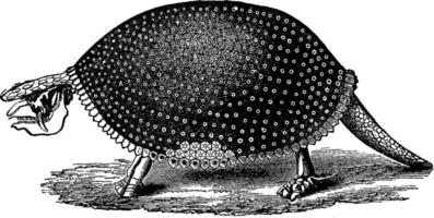 Restored glyptodon South America skeleton, vintage engraving. vector