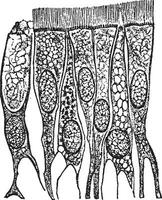 Ciliated epithelium cells from the tracheawindpipe, vintage engraving. vector
